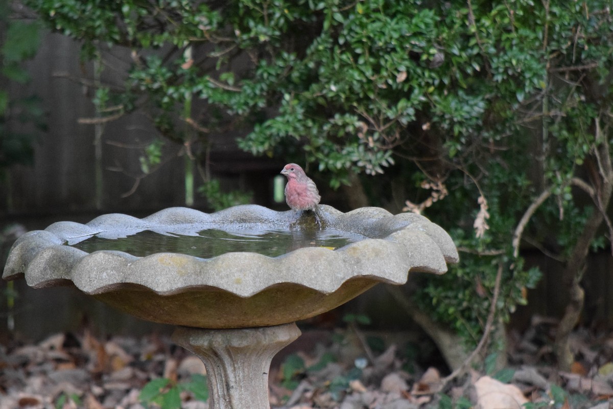 House Finch - ML643480150