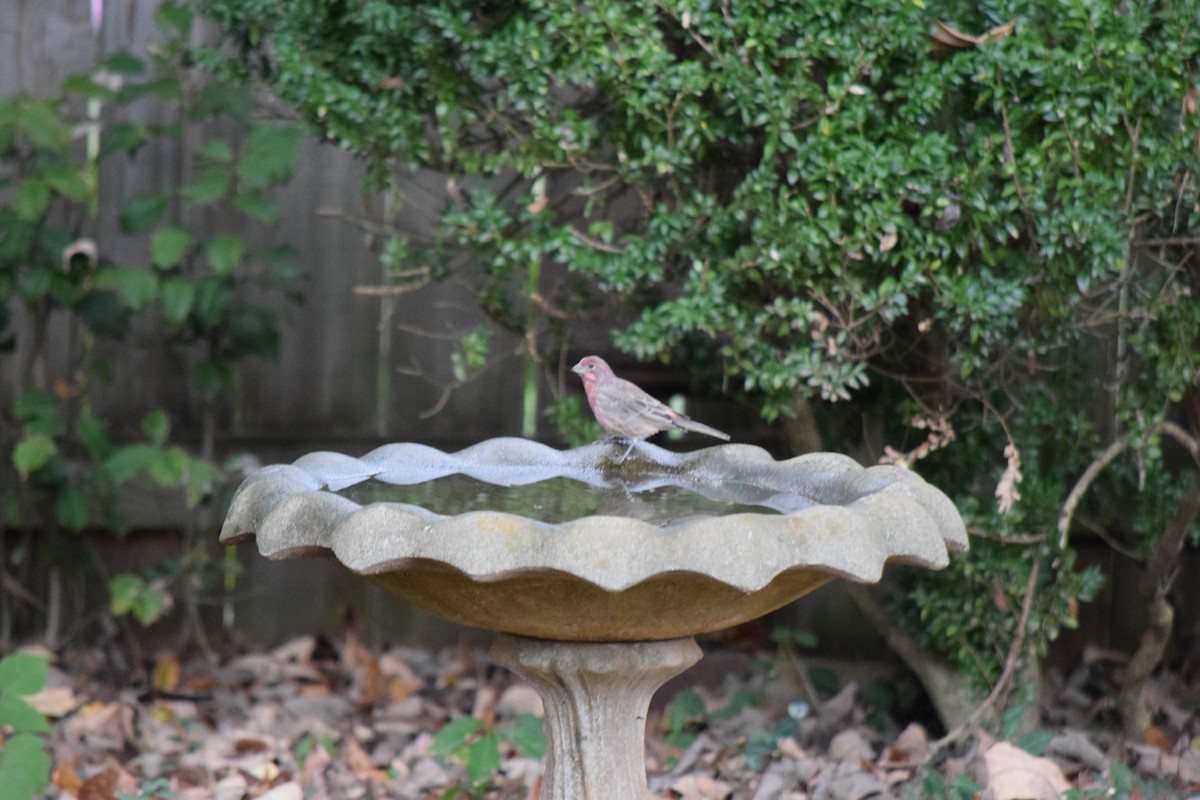 House Finch - ML643480151