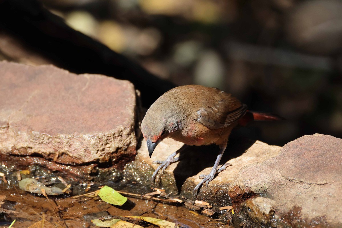 Rosenamarant - ML643480176