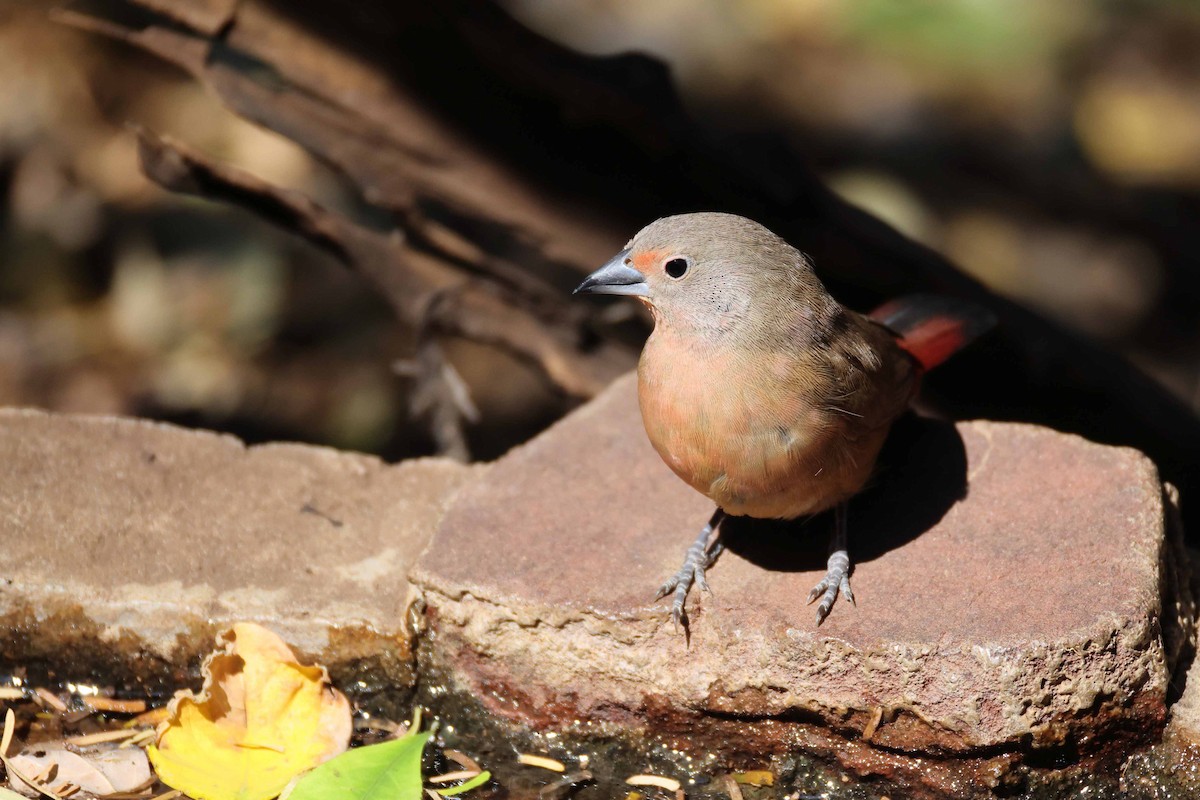 Rosenamarant - ML643480177