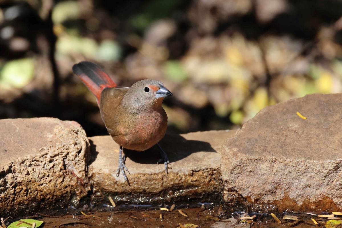 Rosenamarant - ML643480178