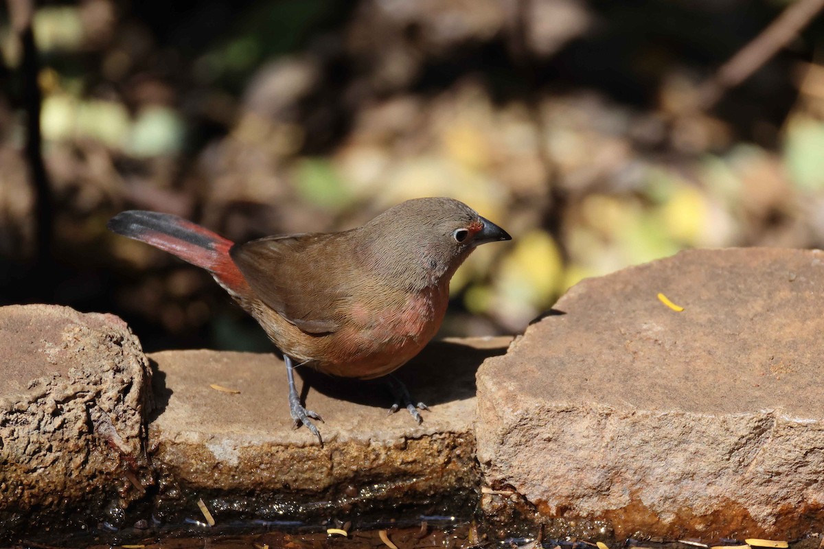 Rosenamarant - ML643480179