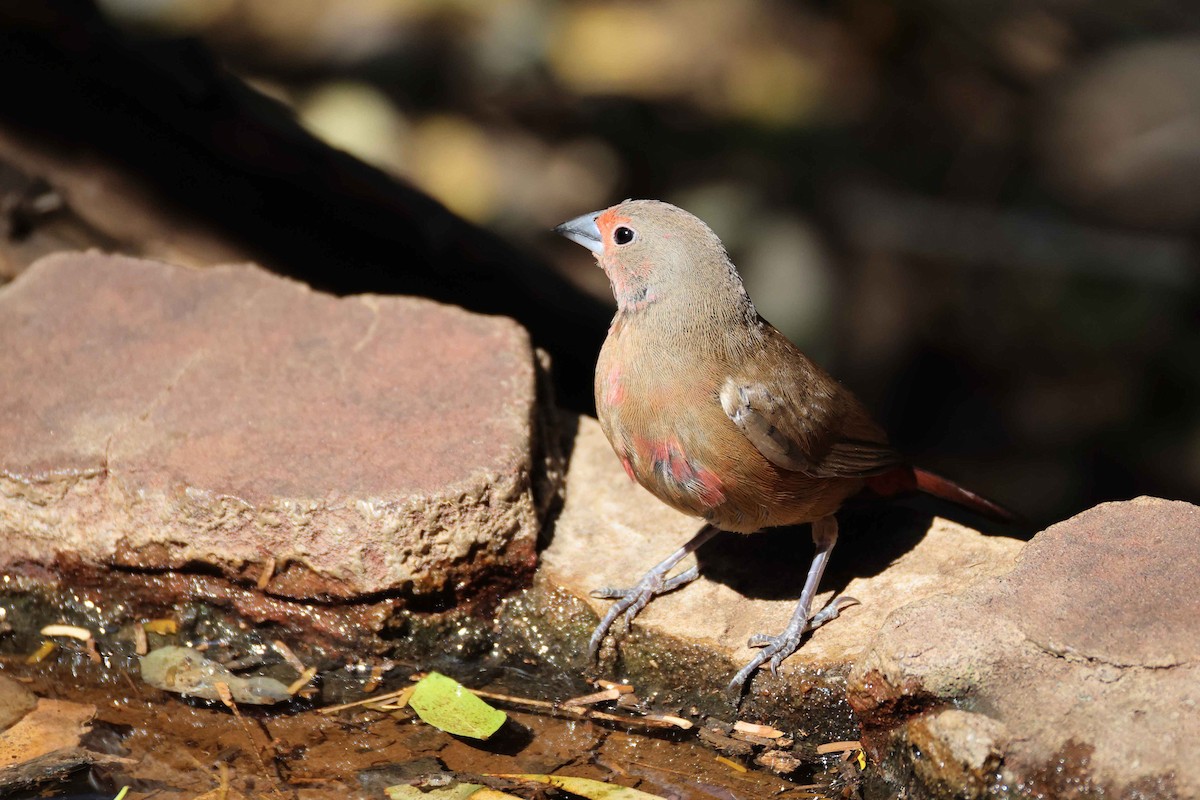 Rosenamarant - ML643480180