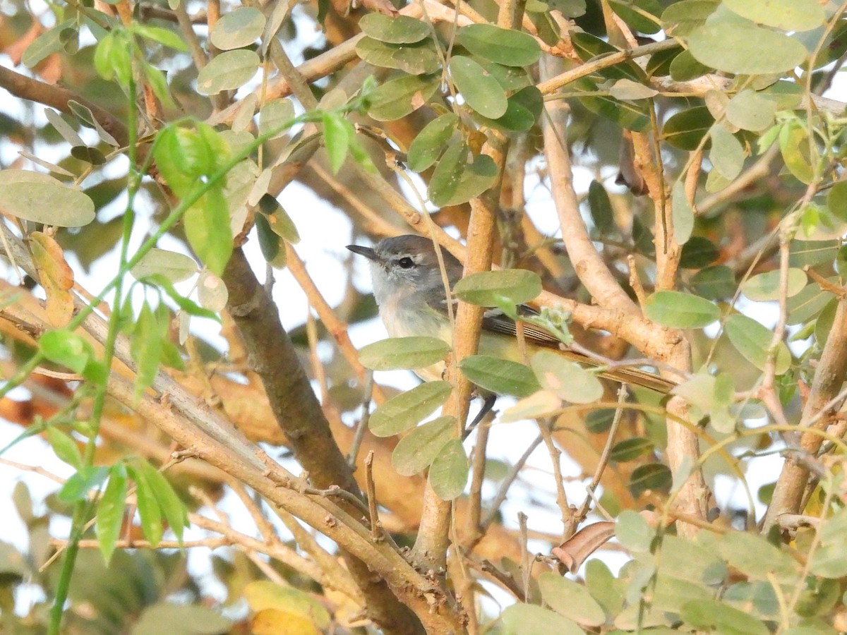 Plain Tyrannulet - ML643480205