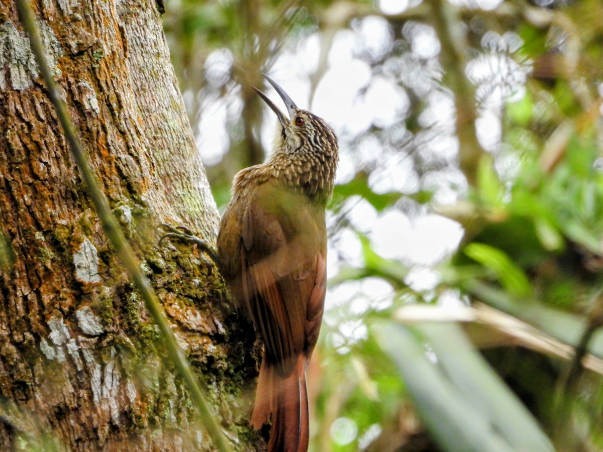 White-throated Woodcreeper - ML643480207