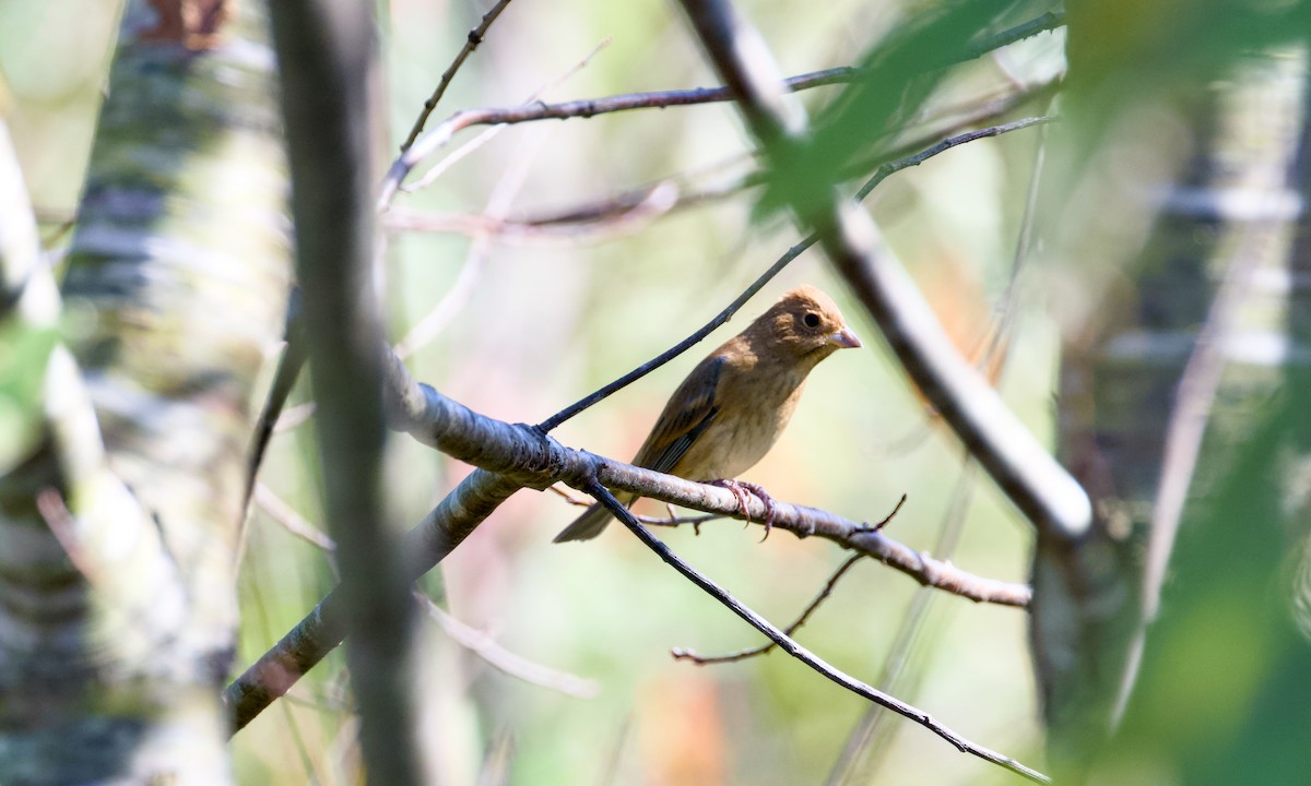 Indigo Bunting - ML643480208