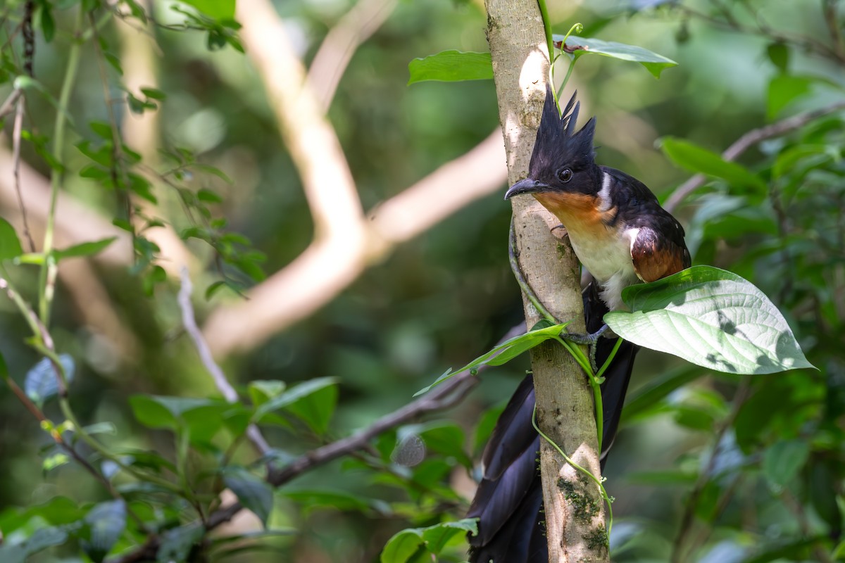 Chestnut-winged Cuckoo - ML643480211