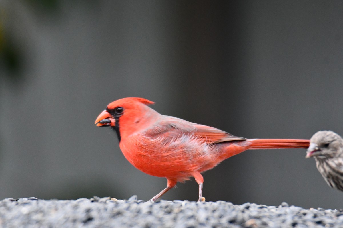 ショウジョウコウカンチョウ - ML643480218