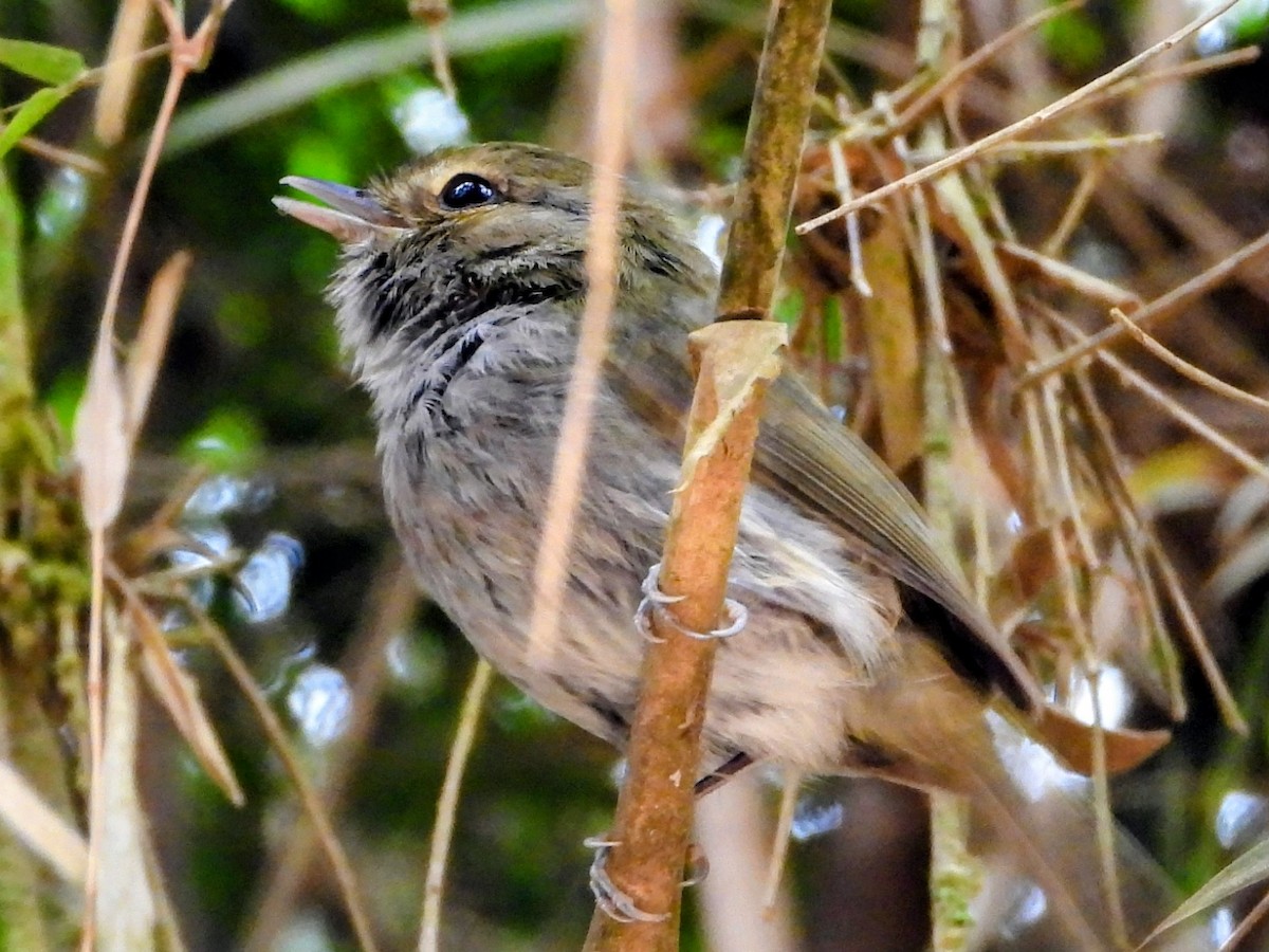 Drab-breasted Pygmy-Tyrant - ML643480230