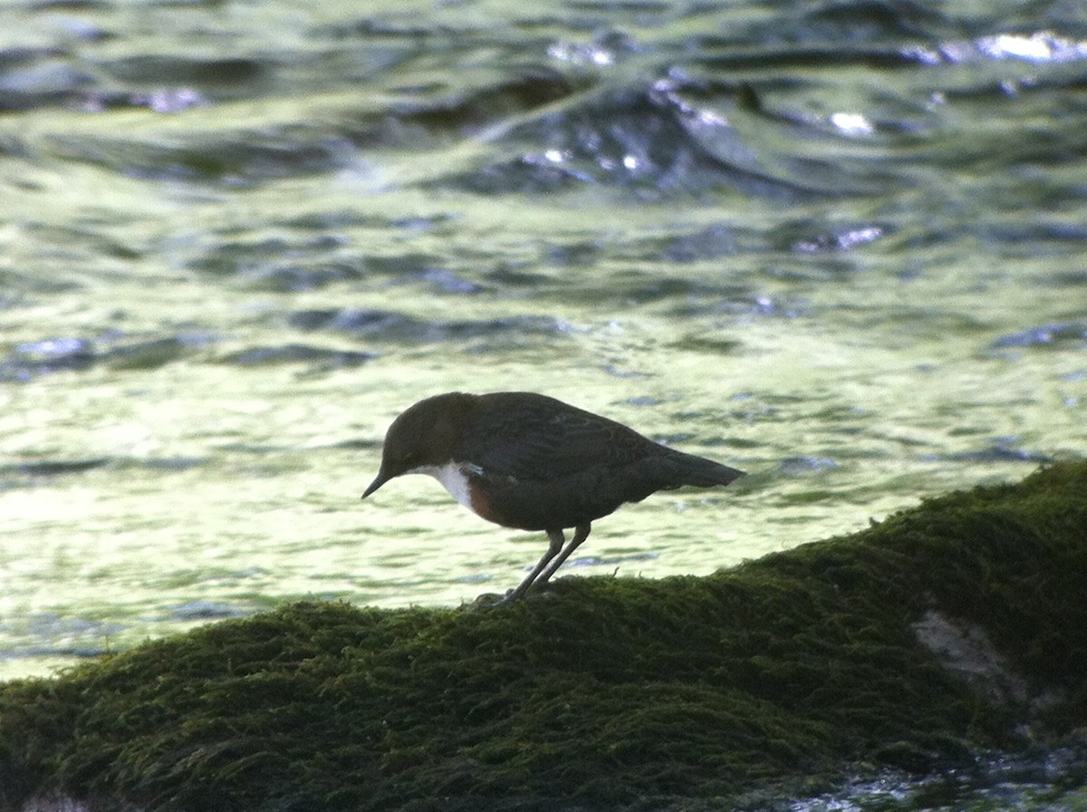 Wasseramsel - ML643480244