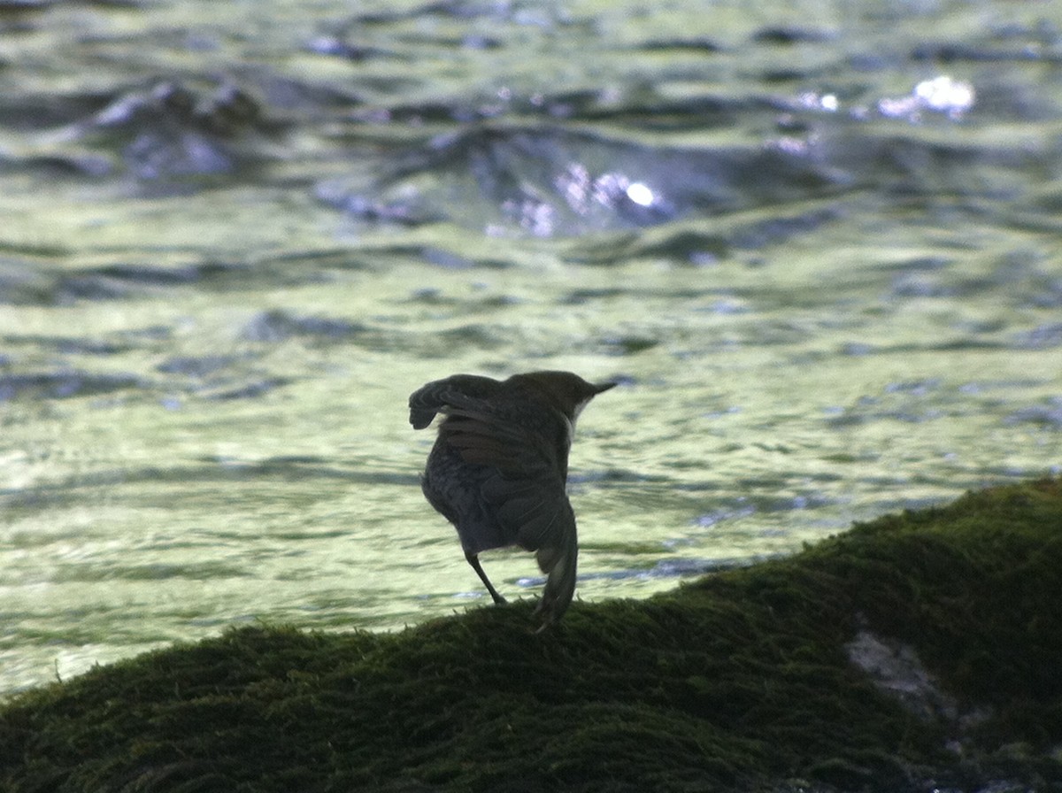 Wasseramsel - ML643480249