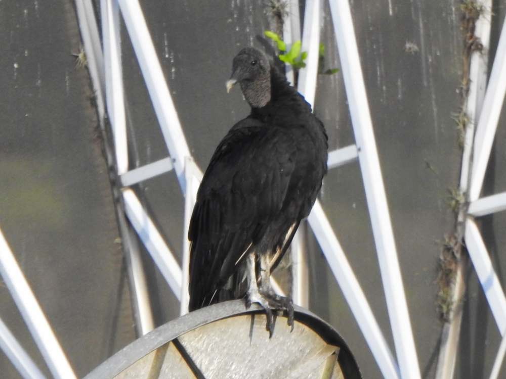 Black Vulture - ML643480257