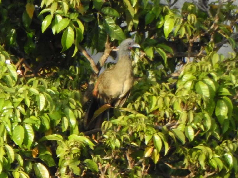 Rufous-vented Chachalaca - ML643480279