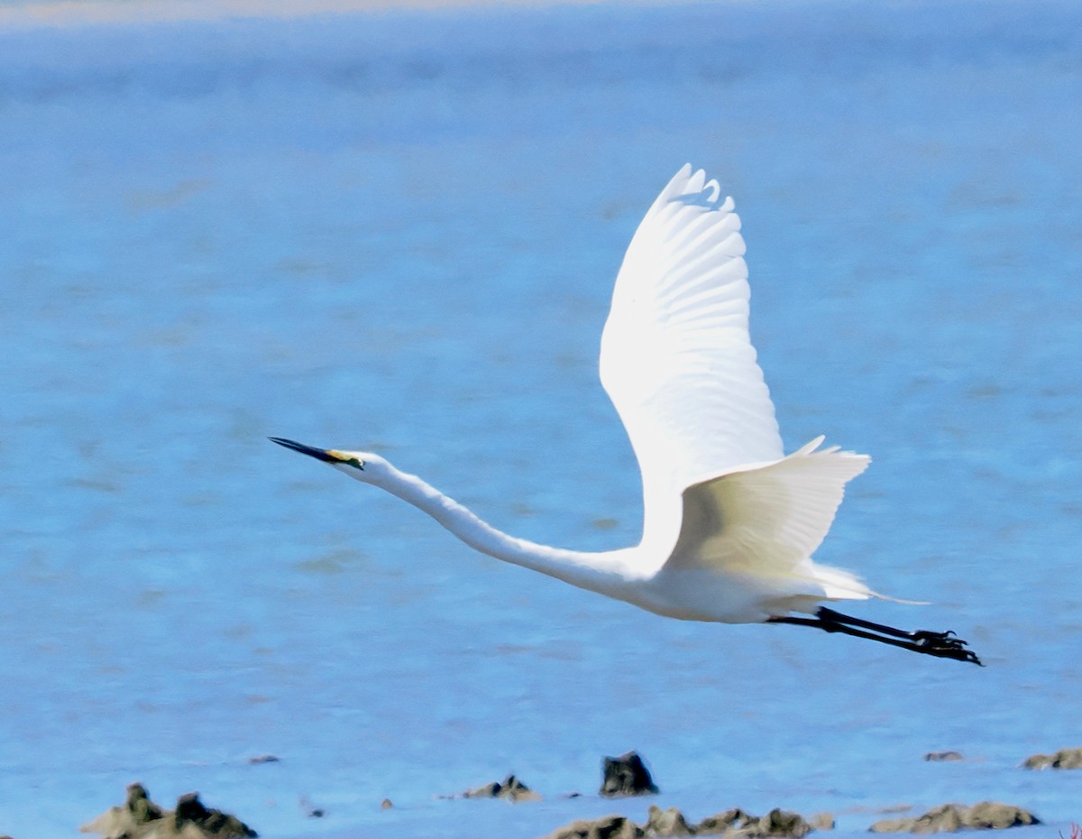 Great Egret (modesta) - ML643480320