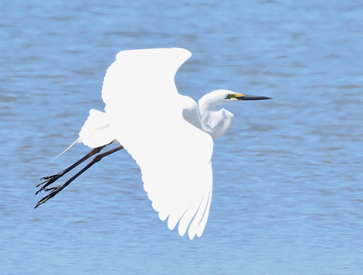 Great Egret (modesta) - ML643480322
