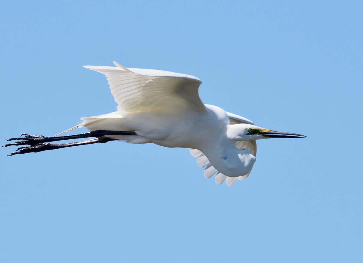 Great Egret (modesta) - ML643480323
