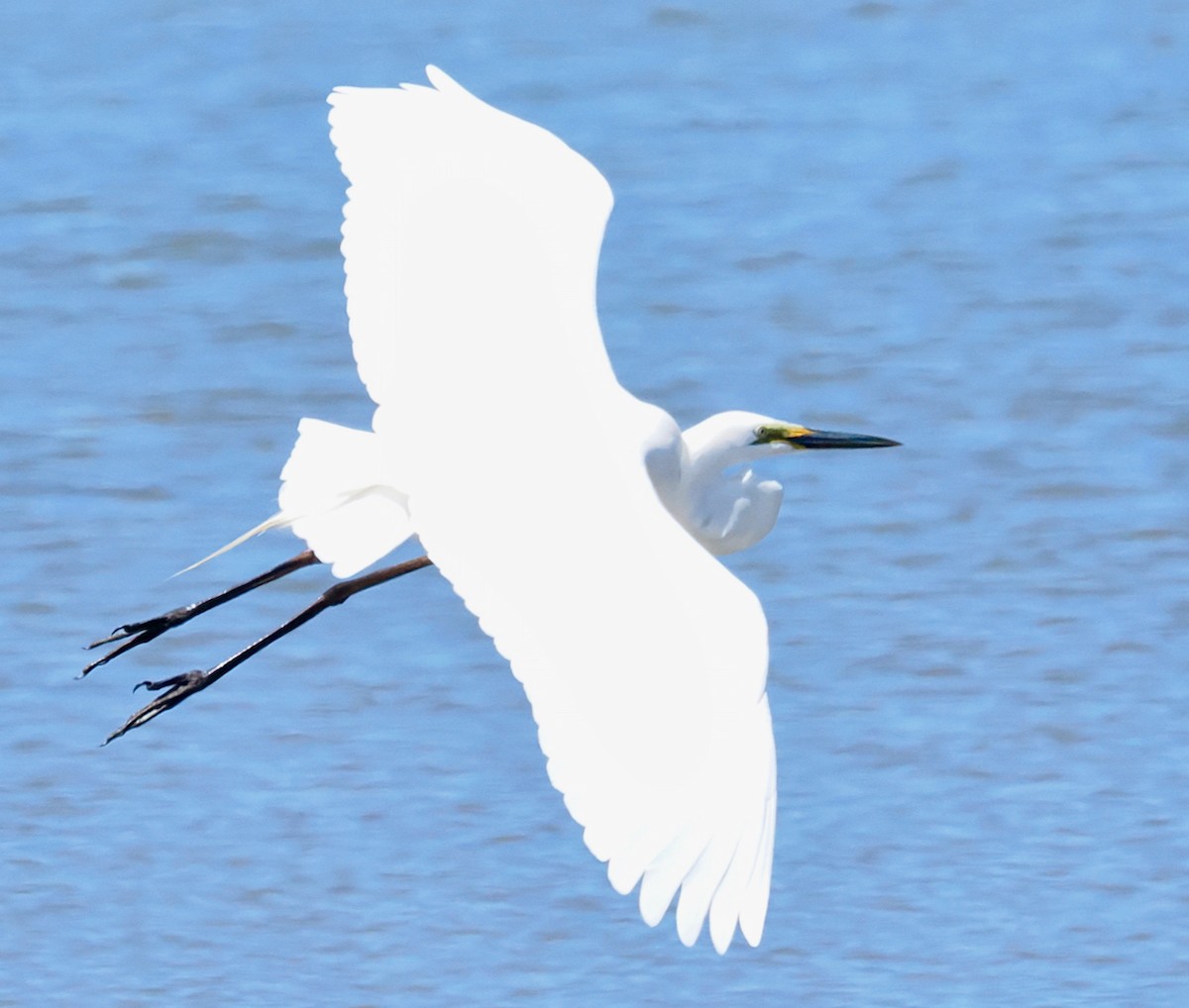 Great Egret (modesta) - ML643480324