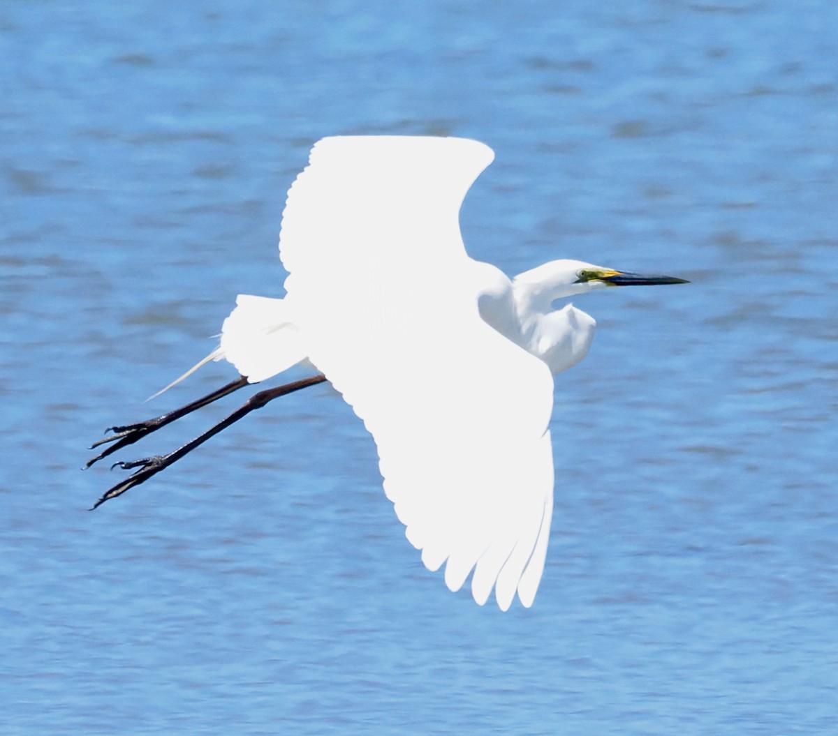 Great Egret (modesta) - ML643480325