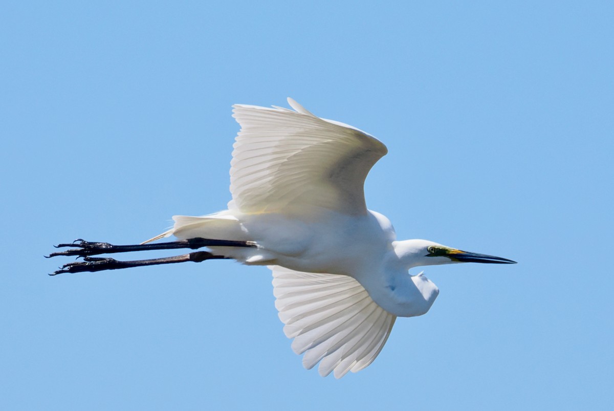 Great Egret (modesta) - ML643480326