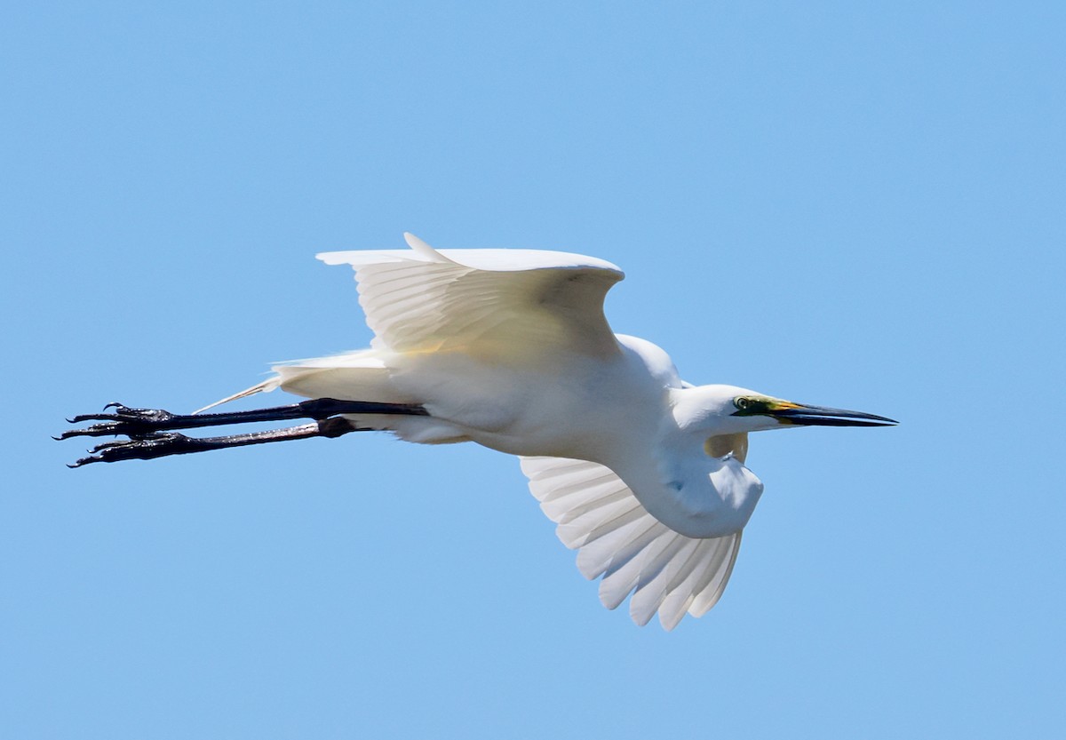 Great Egret (modesta) - ML643480328