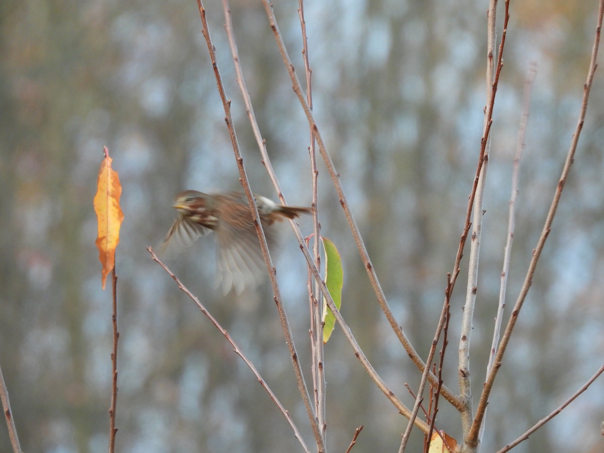 Fox Sparrow - ML643480331