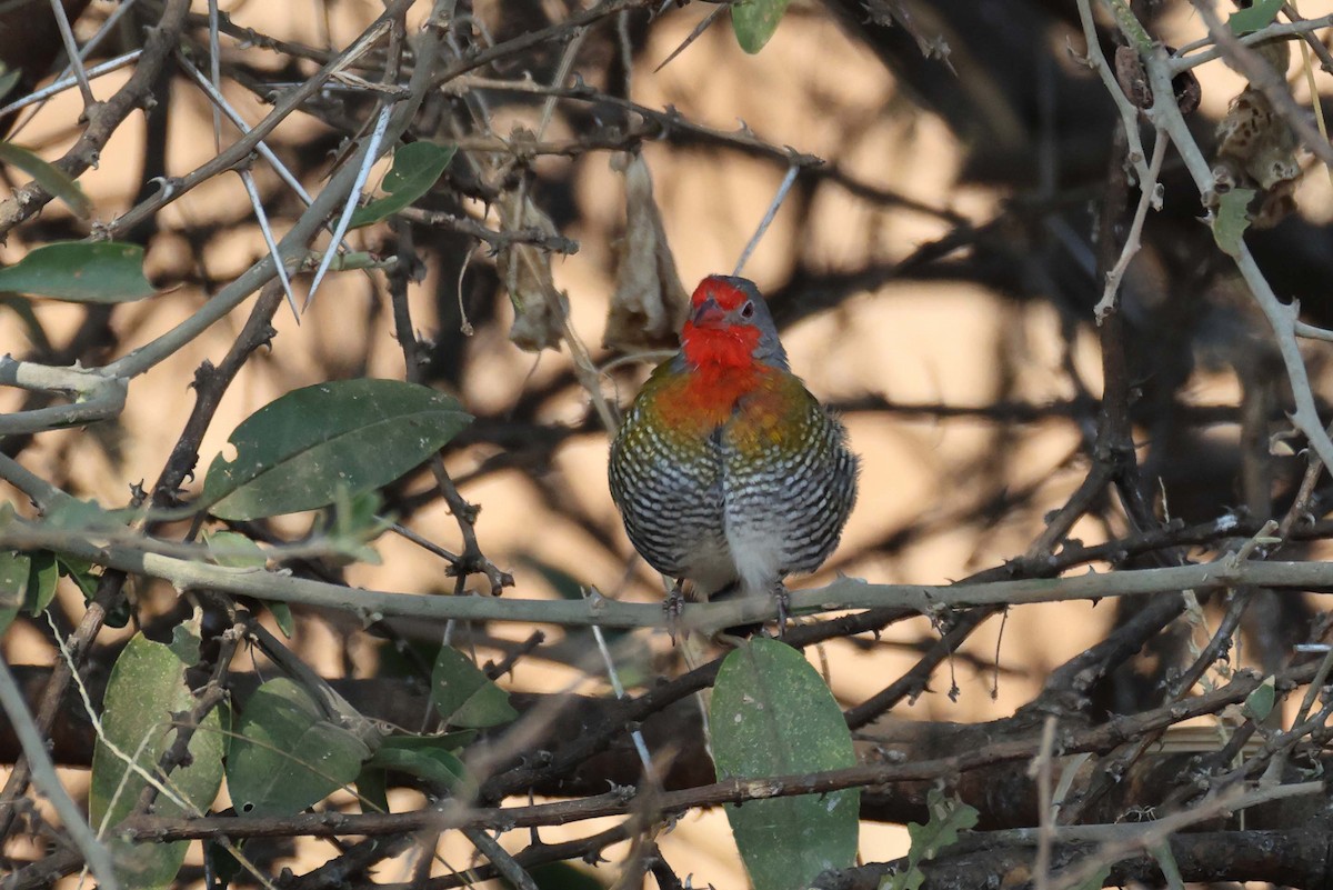 Green-winged Pytilia - ML643480332