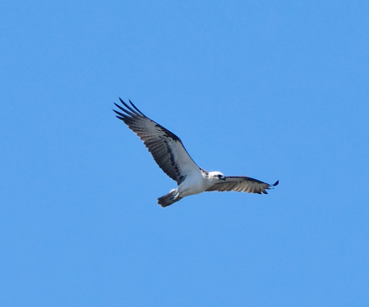 Osprey (Australasian) - ML643480333