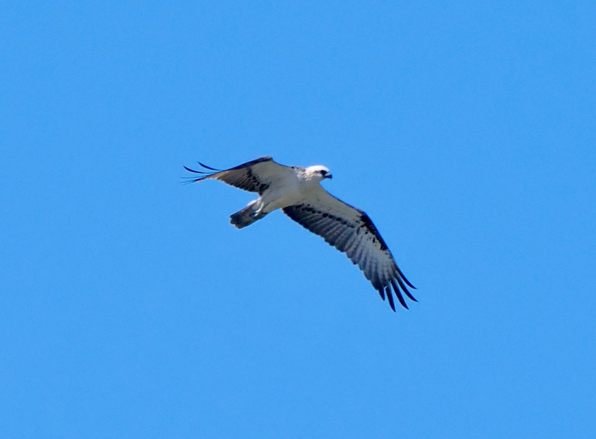 Osprey (Australasian) - ML643480334