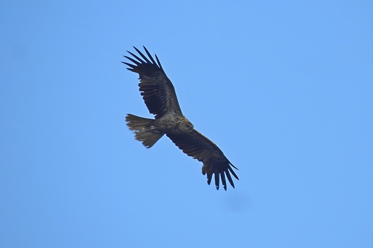 Whistling Kite - ML643480335