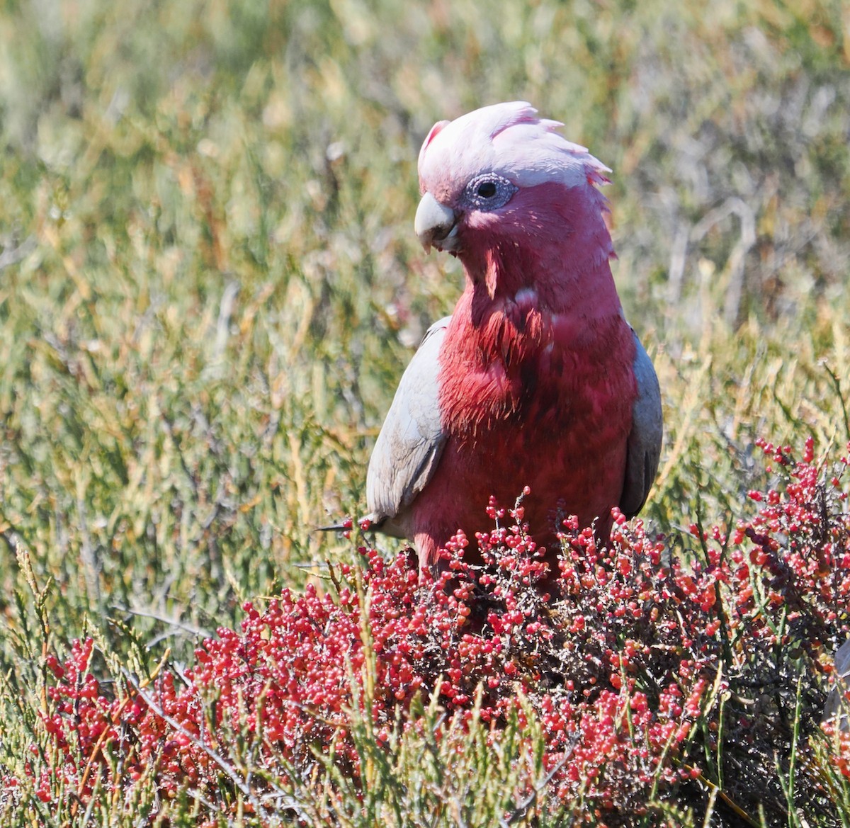 Galah - ML643480338