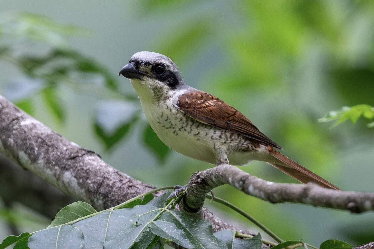 Tiger Shrike - ML643480339