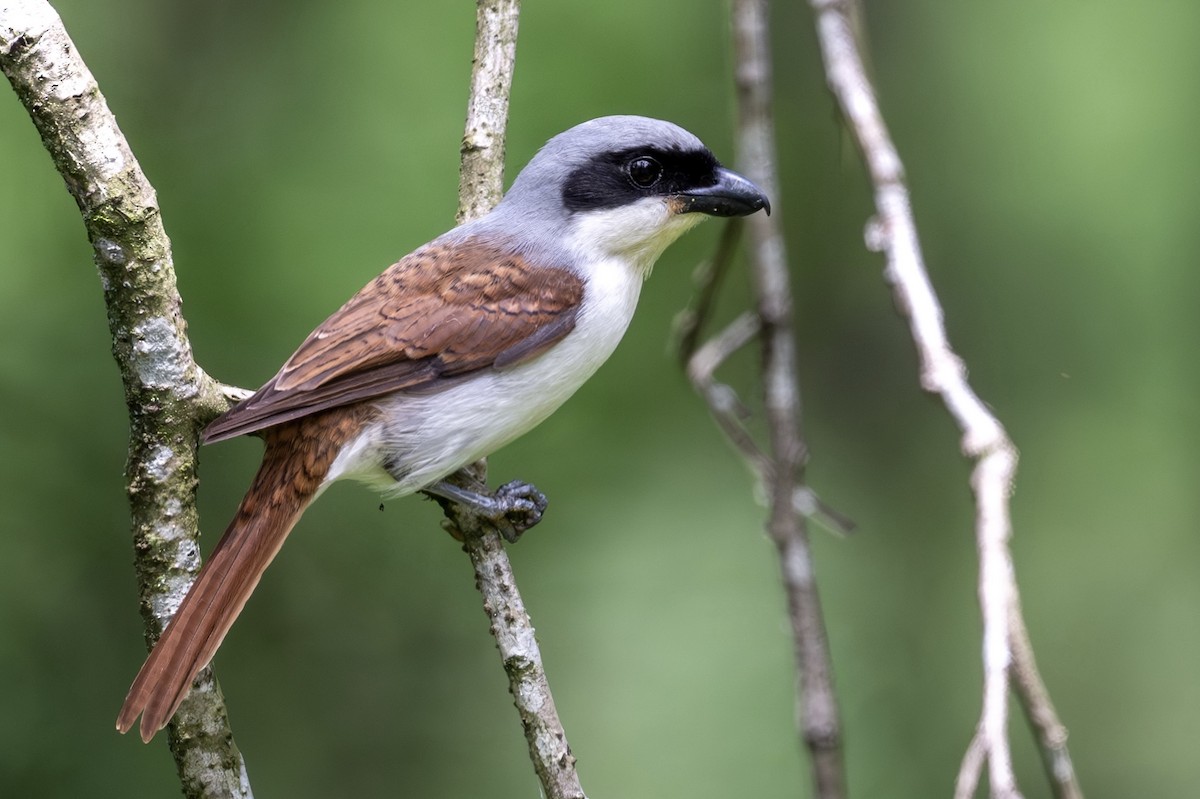 Tiger Shrike - ML643480340