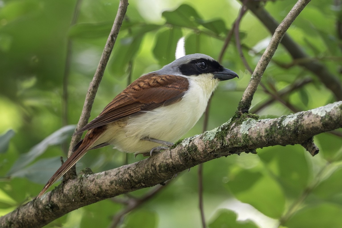 Tiger Shrike - ML643480341