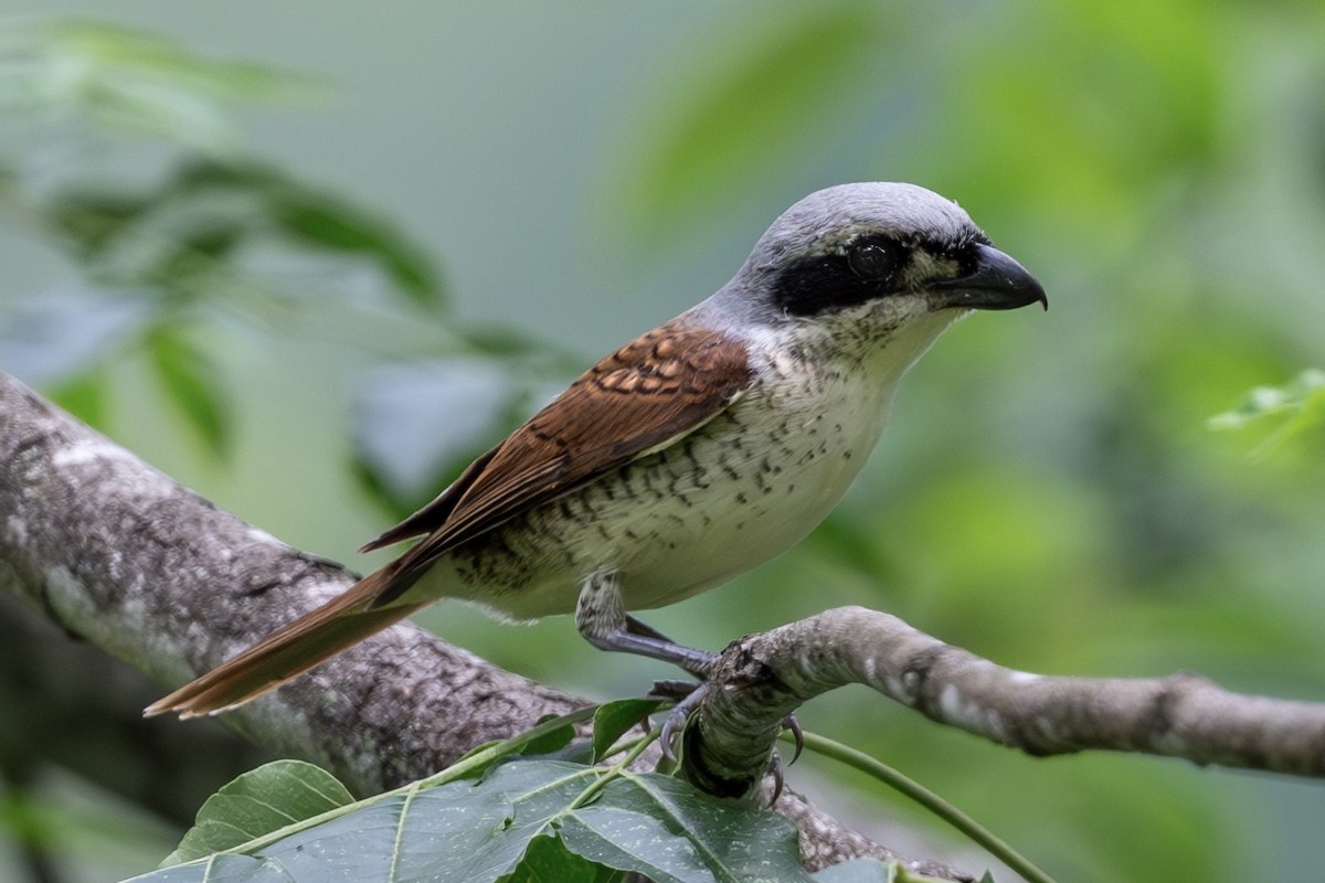 Tiger Shrike - ML643480342