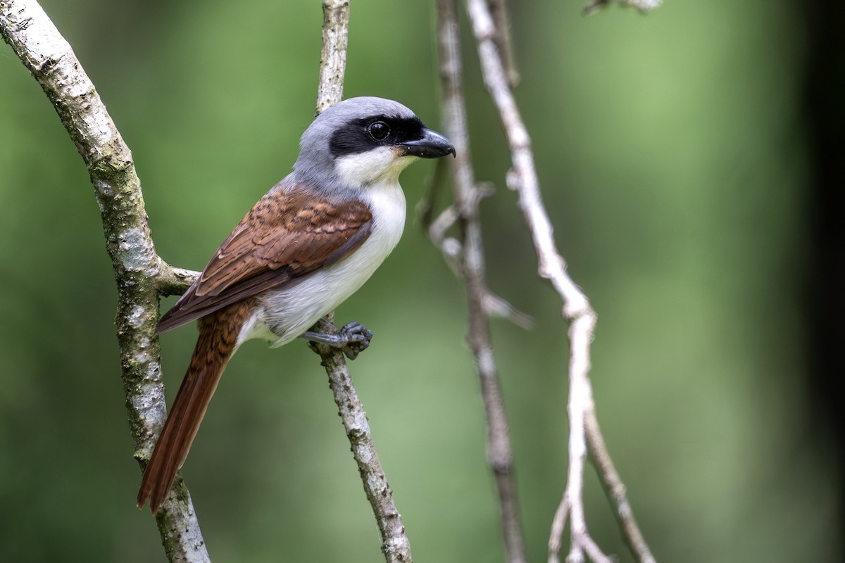 Tiger Shrike - ML643480343