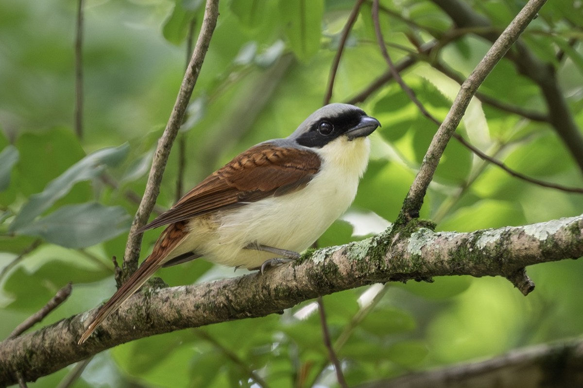 Tiger Shrike - ML643480344