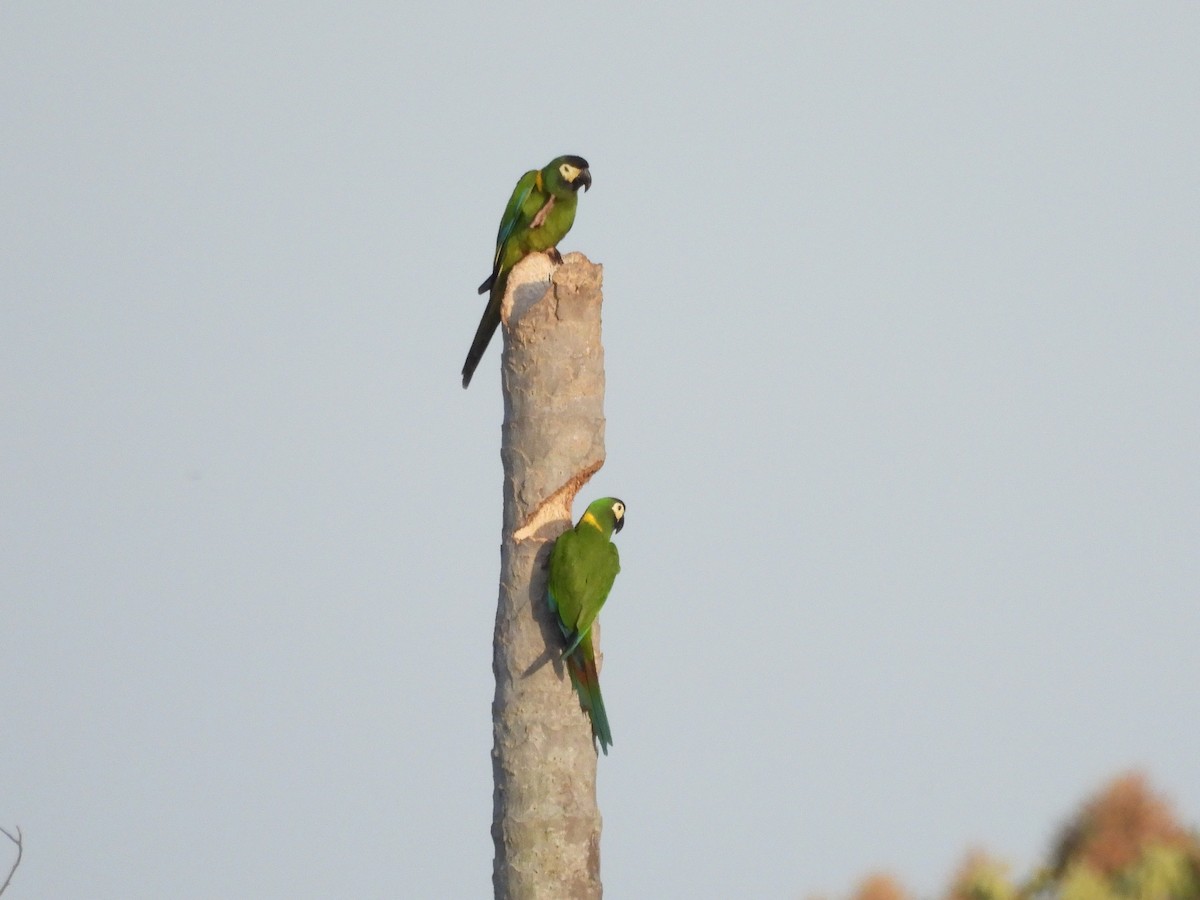 Yellow-collared Macaw - ML643480345
