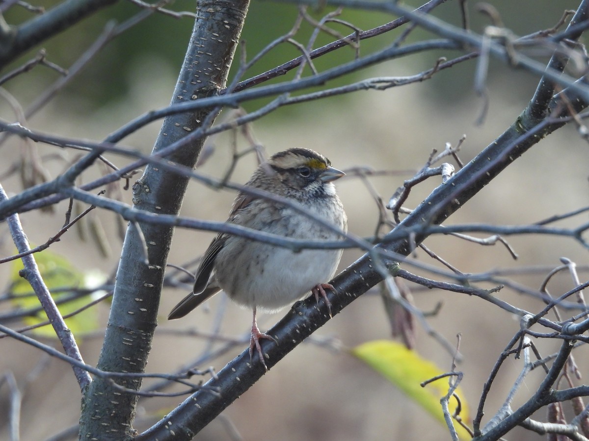 White-throated Sparrow - ML643480346