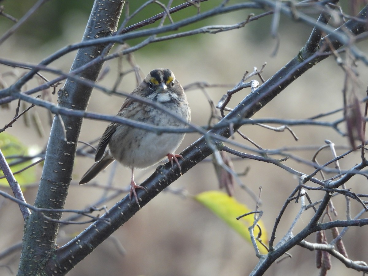 White-throated Sparrow - ML643480347