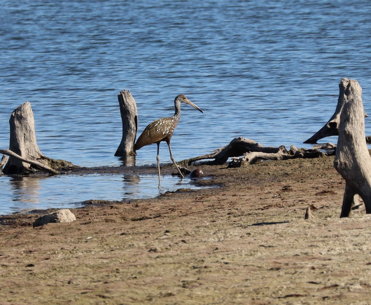 Limpkin - ML643480349