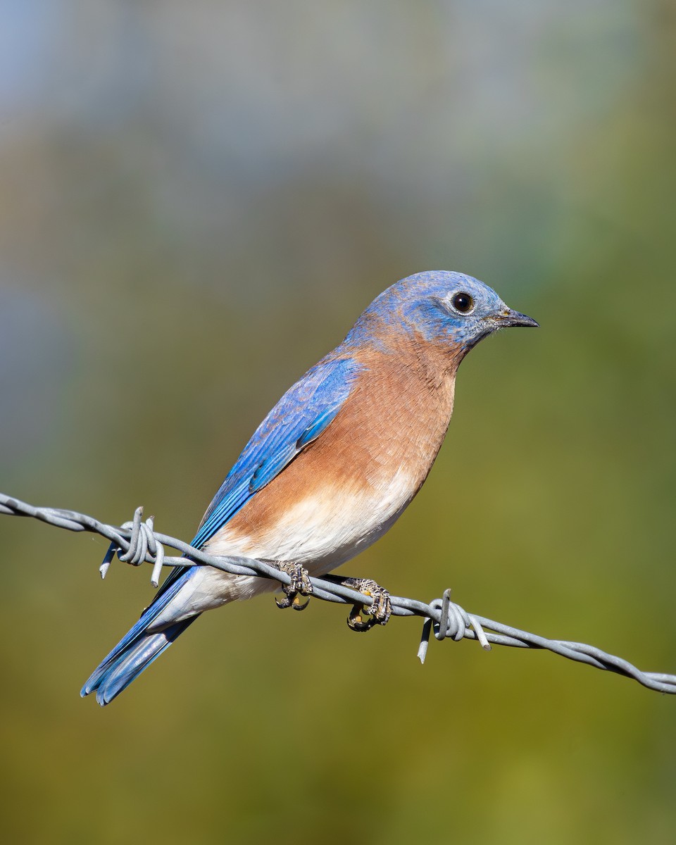 Eastern Bluebird - ML643480354