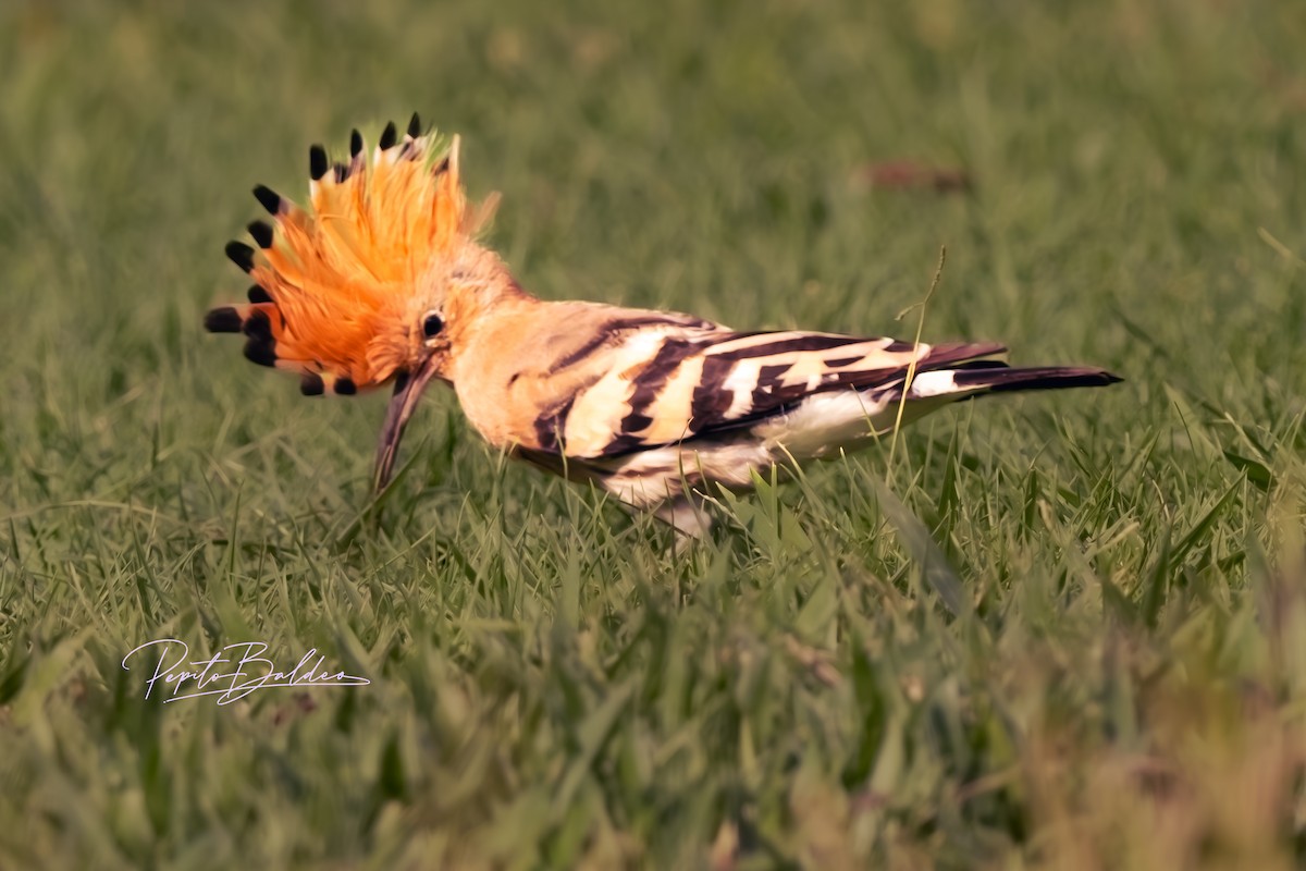 dudek chocholatý - ML643480358