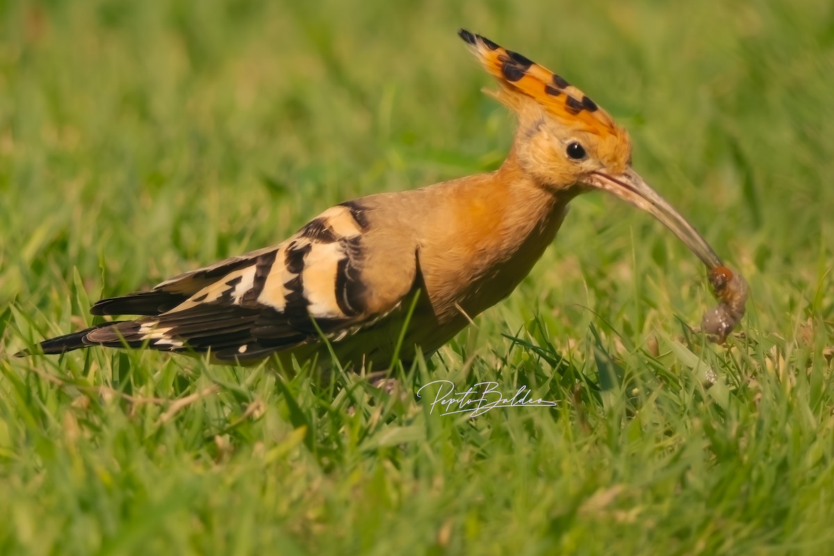 dudek chocholatý - ML643480359