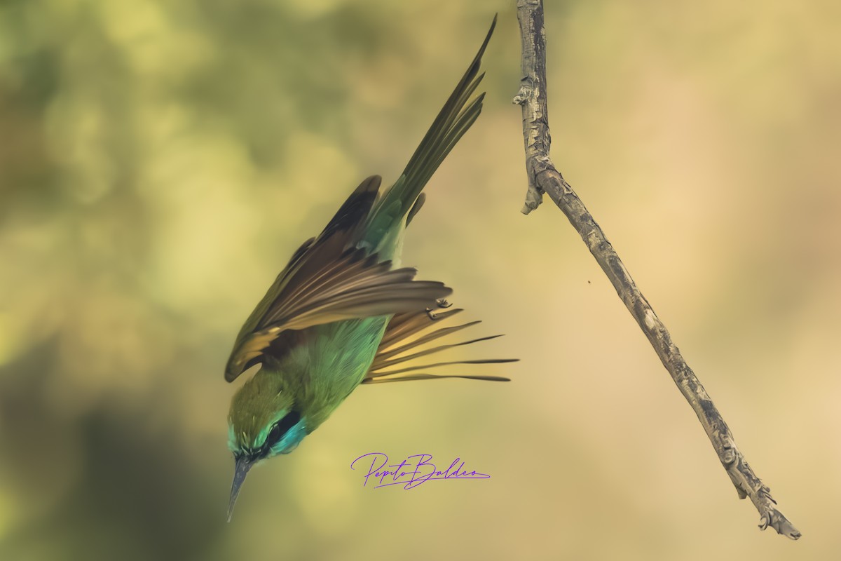 Arabian Green Bee-eater - ML643480363