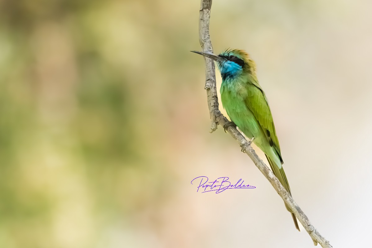 Arabian Green Bee-eater - ML643480364