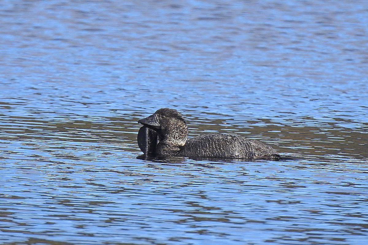 Musk Duck - ML643480372