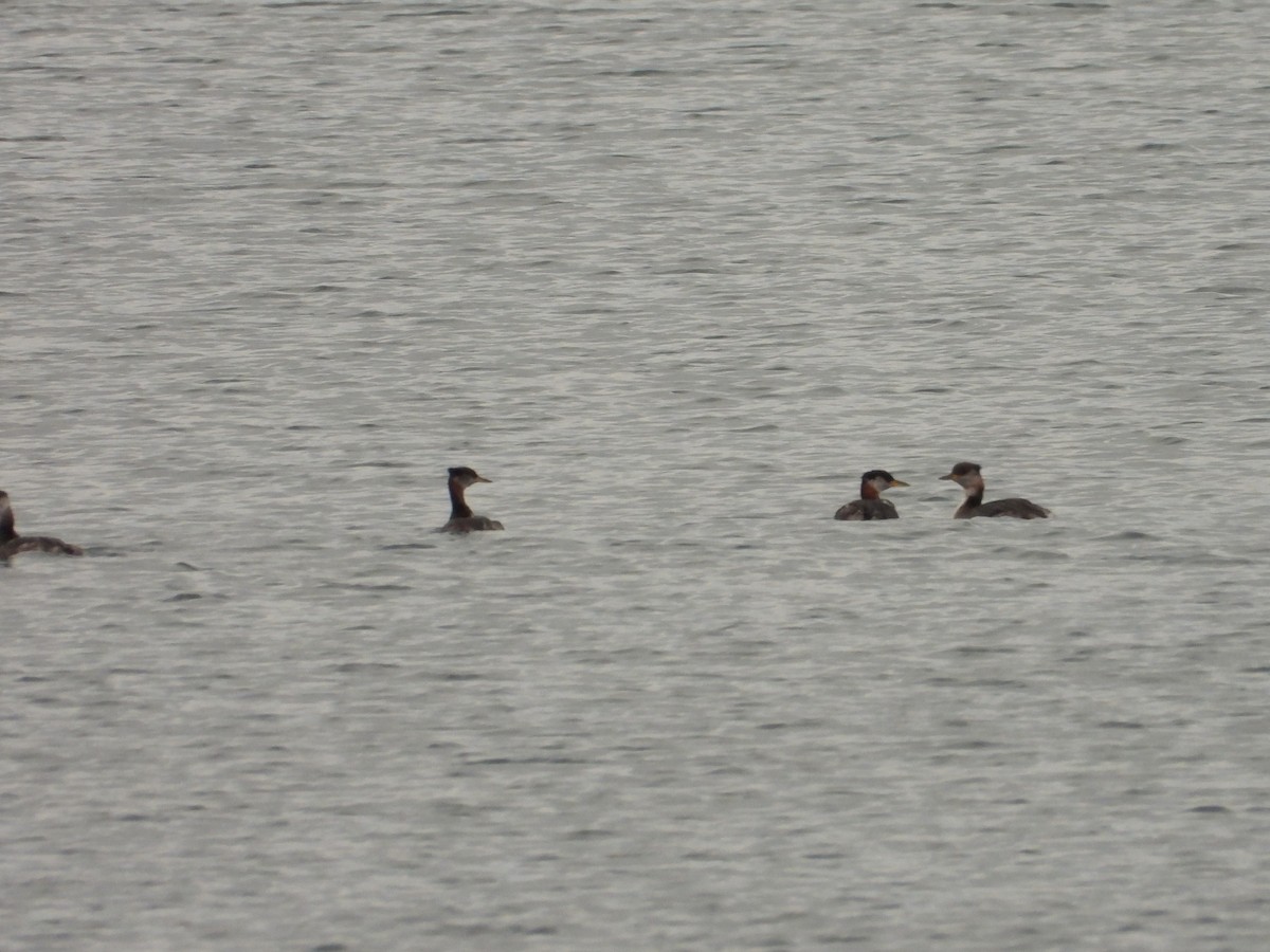 Red-necked Grebe - ML643480375