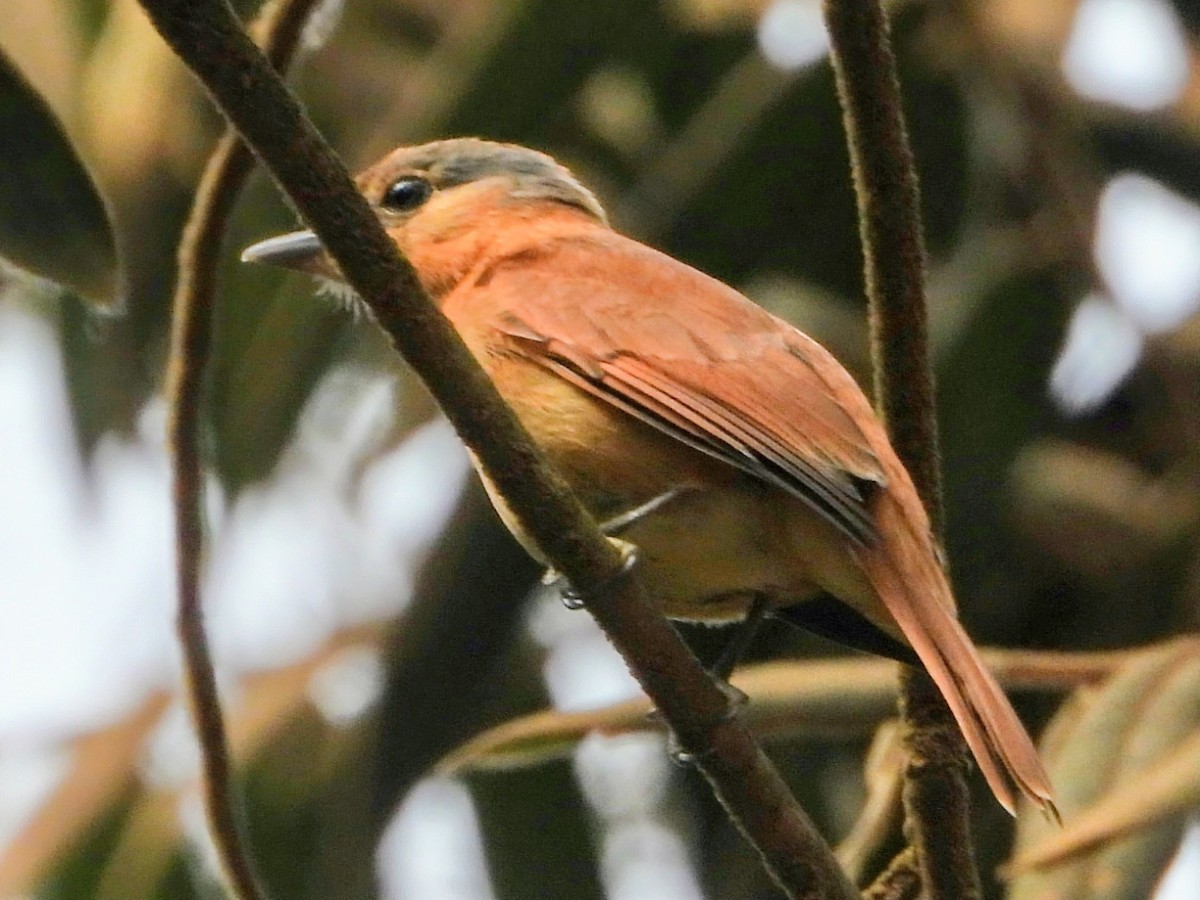 Chestnut-crowned Becard - ML643480381
