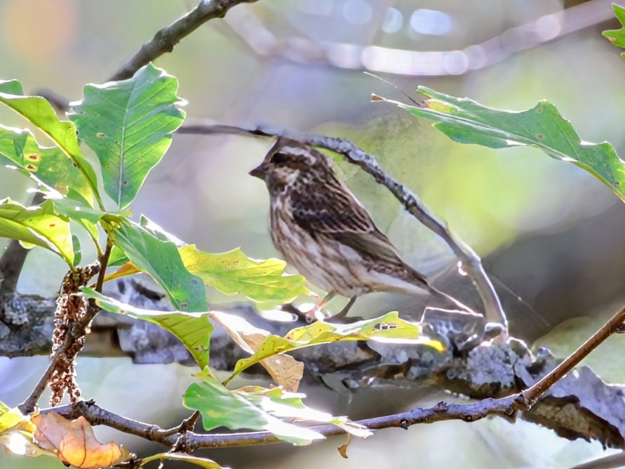 Purple Finch (Eastern) - ML643480382