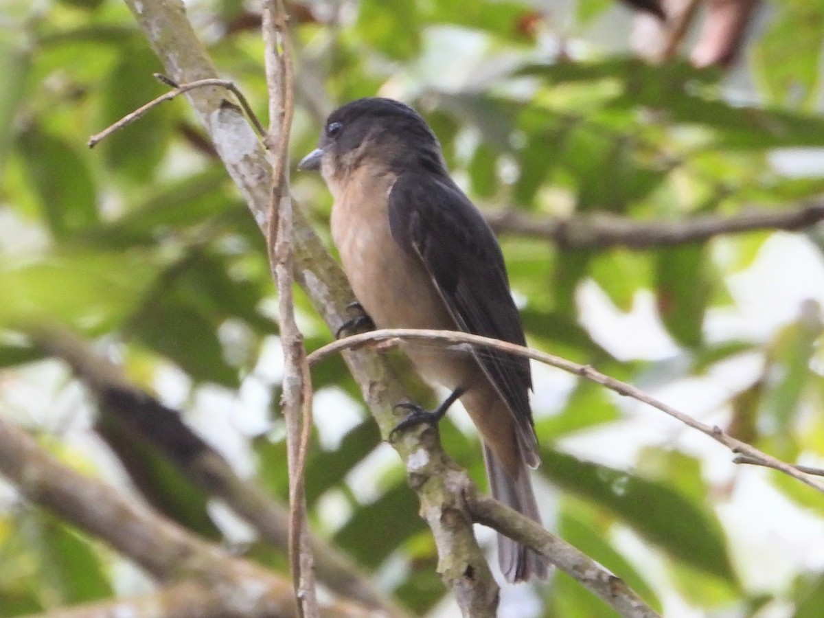 Crested Becard - ML643480383
